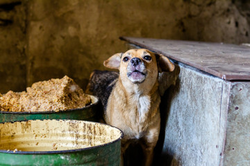 Hungry stray dog with bowl.