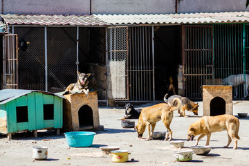 A lot of stray dogs in the shelter
