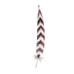 Black and white pointed feather, hand painted watercolor illustration