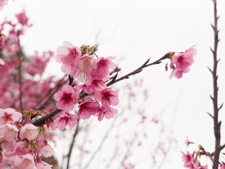 Selective focus of beautiful cherry blossom sakura in Taiwan.