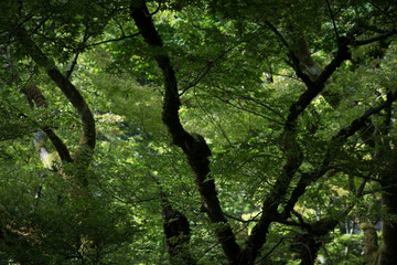 Fototapeta premium Foliage pattern with wood and green foliage