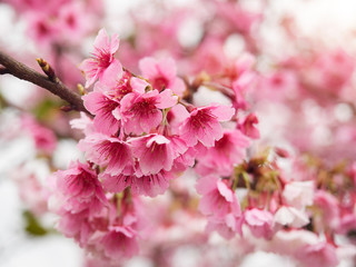 Close up Beautiful cherry blossom sakura in winter time. Pingjing Street, Taiwan.