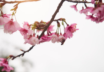 Honey Bee pollinating Pink cherry blossom. Beautiful cherry tree branch with sun.
