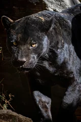 Foto op Plexiglas Black Jaguar / Onça Preta / Black Panther / Pantera Negra (Panthera onca) © Lucas