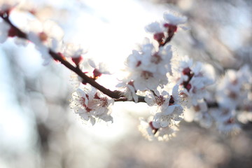 White flowers of a cherry