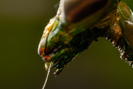Mantis macro