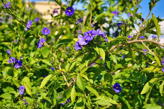 green Bush lycianthes rantonnetii with purple small flowers on a clear Sunny day