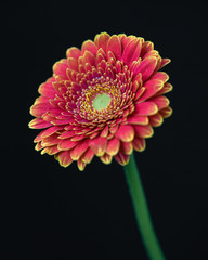 red flower isolated on black background