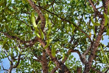 Naklejka na ściany i meble green fruit of the carob tree hanging on the branches of trees