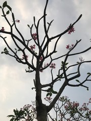 tree with birds