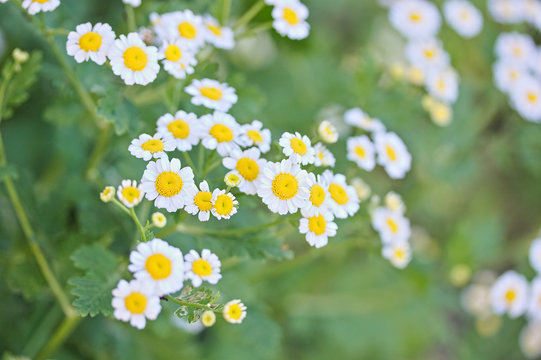 Matricaria parthenium, Tanacetum parthenium, Zlocien maruna, Chrysanthemum parthenium in the garden