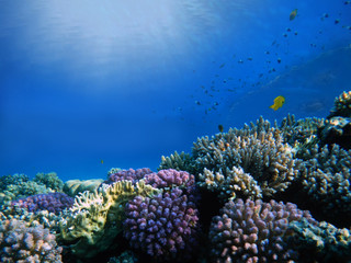 Naklejka na ściany i meble Coral reefs are the largest natural structures in the Red Sea