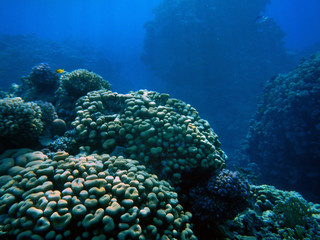 Fototapeta na wymiar Coral reefs are the largest natural structures in the Red Sea