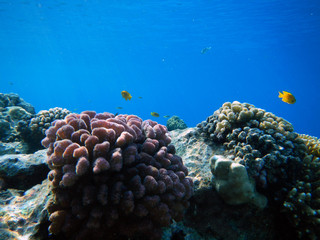 Coral reefs are the largest natural structures in the Red Sea