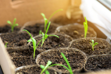 Spring planting. Early seedlings grown from seeds in boxes at home on the windowsill