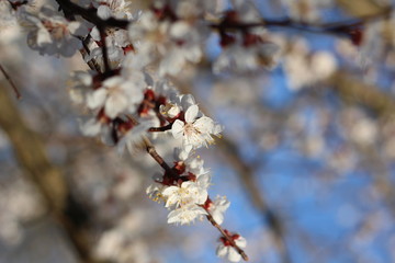 White flowers of a cherry