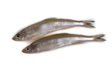 Smelt fish isolated on white. Pacific smelt variety