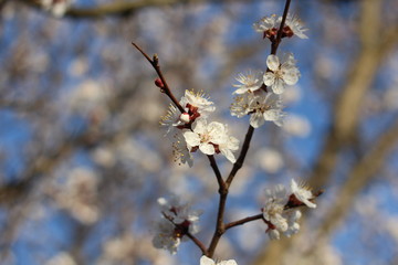 White flowers of a cherry