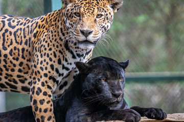 Black Jaguar / Onça Preta / Black Panther / Pantera Negra (Panthera onca)