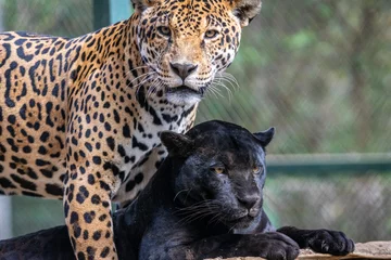 Tuinposter Black Jaguar / Onça Preta / Black Panther / Pantera Negra (Panthera onca) © Lucas