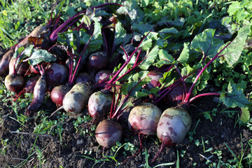 Beets harvest on field background