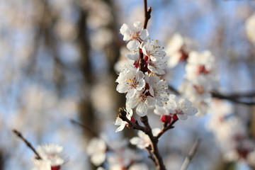 White flowers of a cherry