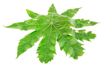 natural green maple leaf with veins on a white background
