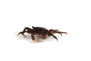 Little crab isolated on white background