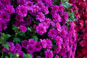 Purple chrysanthemums flowers.