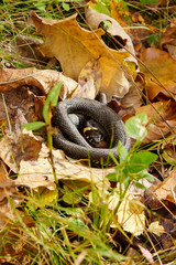 snake in the forest