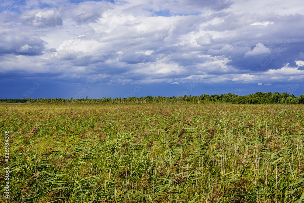 Sticker Lawki swamps seen from wooden walkway called Dluga Luka in Biebrza National Park, Podlasie region of Poland