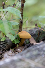 mushroom in the forest