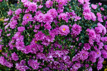 Obraz premium Purple and pink chrysanthemums flowers.