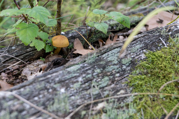 mushrooms on the tree