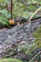mushrooms in the forest