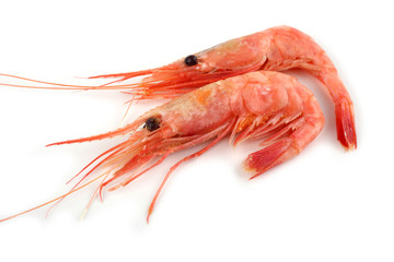 Shrimps isolated on white
