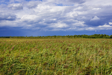 Lawki swamps seen from wooden walkway called Dluga Luka in Biebrza National Park, Podlasie region of Poland