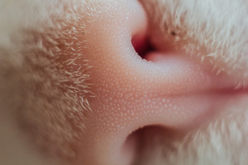 White cat's nose in profile. Close-up, macro photo. The concept of pet care, treatment of respiratory organs of cats. Light blue background. Copyspace.