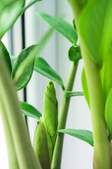 green leaves macro, early sprout. an abstract photo. background