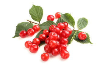 Nanking cherry and branch