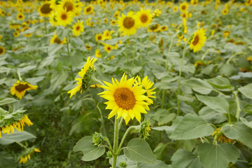 A blooming sunflower