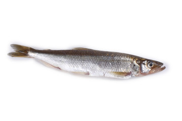 Smelt fish isolated on white. (Big Pacific smelt - Osmerus mordax)
