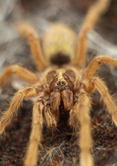 Tarantula Neoholothele incei gold