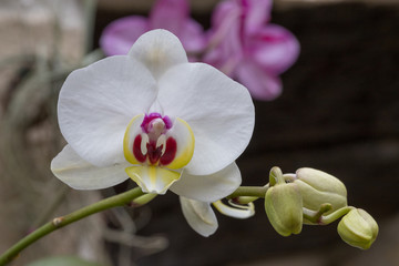 Orchid (phalaenopsis) in bloom