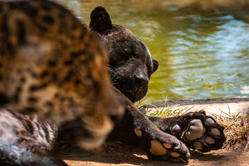 Tuinposter Black Jaguar / Onça Preta / Black Panther / Pantera Negra (Panthera onca) © Lucas