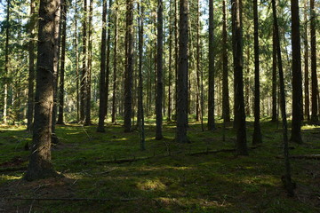 Fir forest in the morning sun on fallen dry branches on cover green spring moss