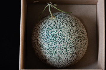 High quality Japan melon