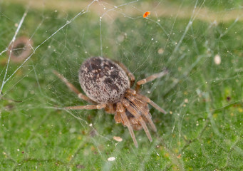  Close-up portrait of Dictyna spider. 