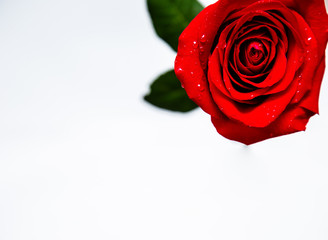 red rose on white background. place for text. postcard