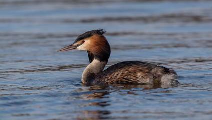 Great Crested Grebe Swimming